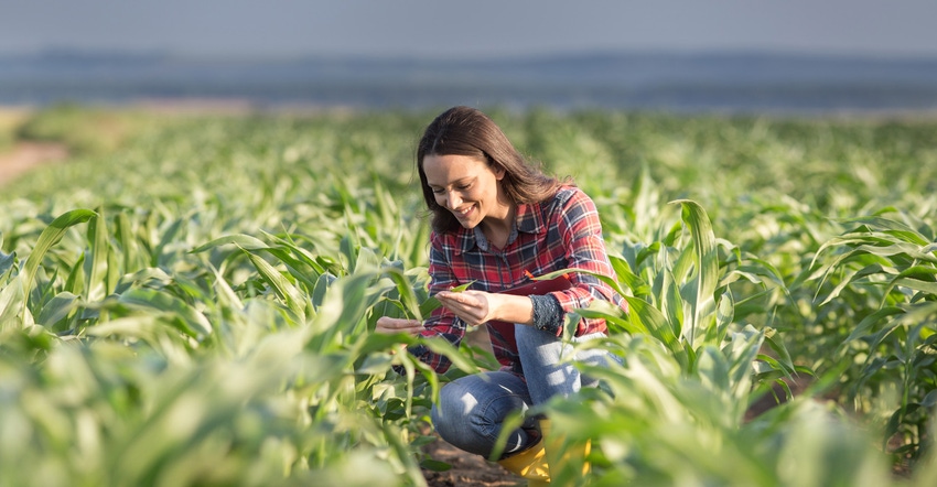 Young woman checking crop in summer Young woman checking crop in summer