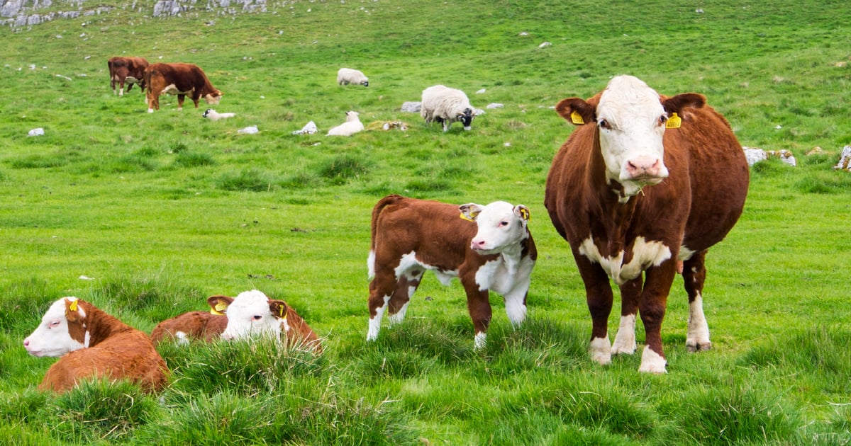Calving systems may pay off in better calf health