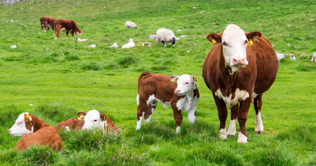 Calving System Calving systems may pay off in better calf health
