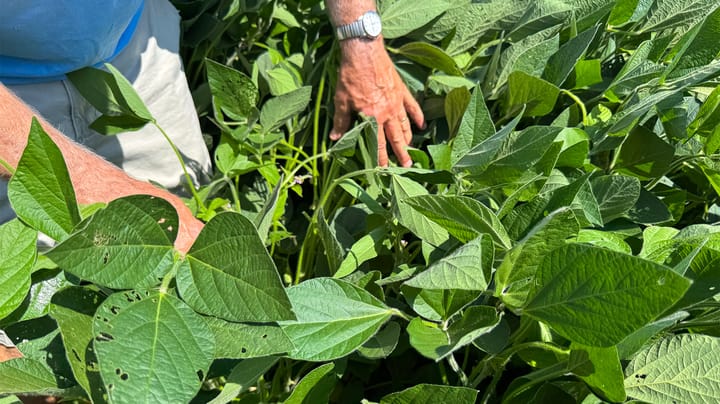 Key takeaways from late-season soybean scouting