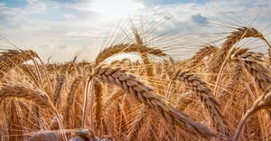pretty wheat field
