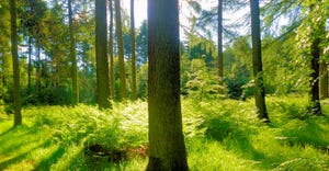 Panoramic view a Northeast forest