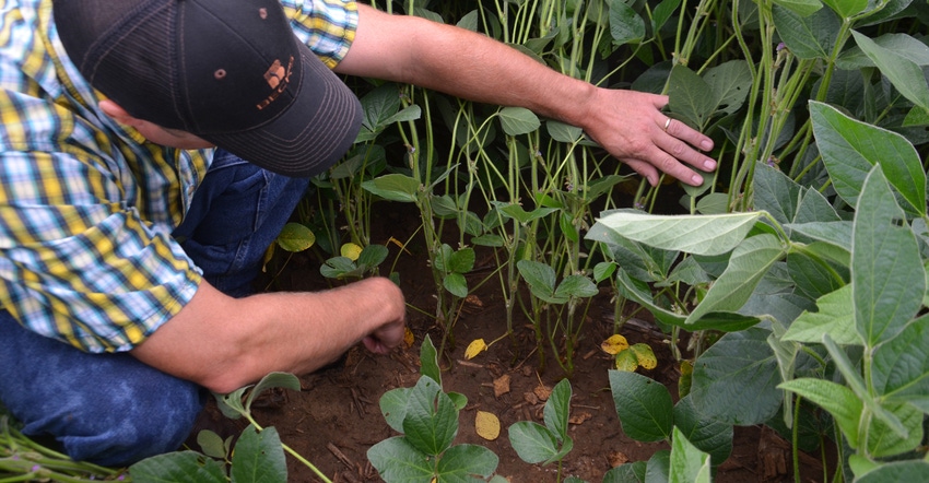 Steve Gauck pulls back soybean canopy 
