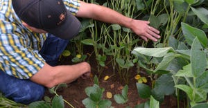 Steve Gauck pulls back soybean canopy 