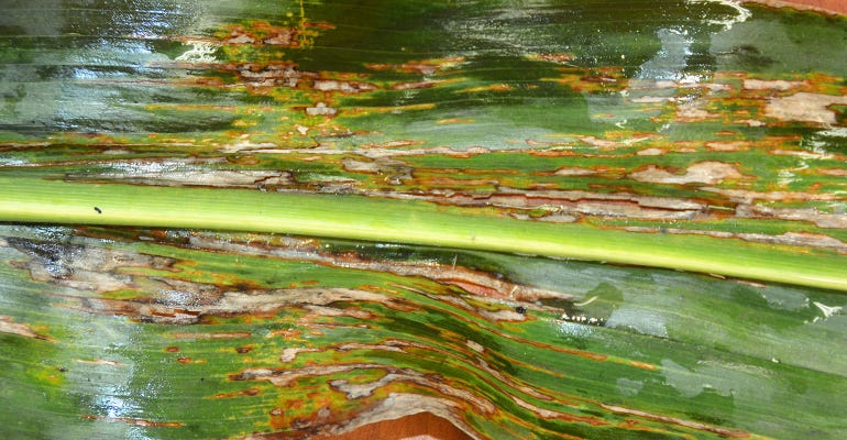 Advanced symptoms of Bacterial Leaf Streak on corn