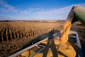 corn-harvest-583629188_0.jpg