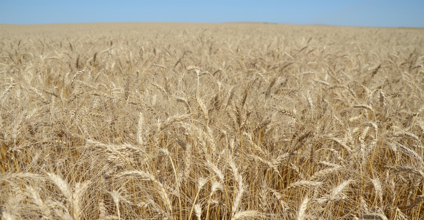 closeup of wheat field
