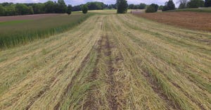 Rye, sprayed with herbicide, lies over a field of planted corn