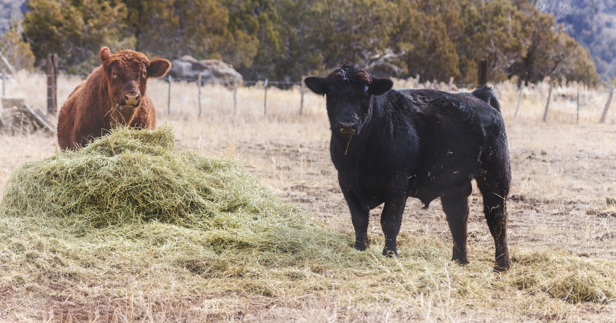 Pennsylvania Performance Tested Bull Sale goes virtual