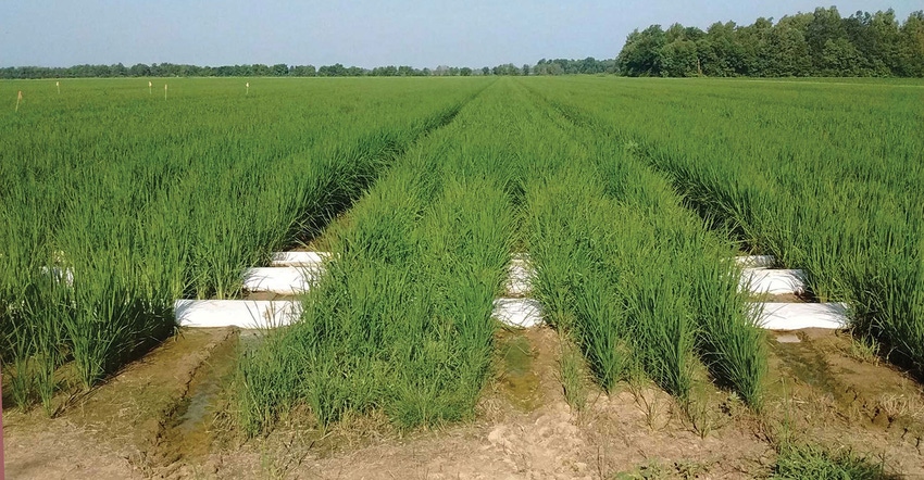 SEMO-Aide-MM17-Rice-Breed.jpg SEMO-Aide-MM17-Rice-Breed.jpg