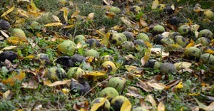 black walnuts laying on ground
