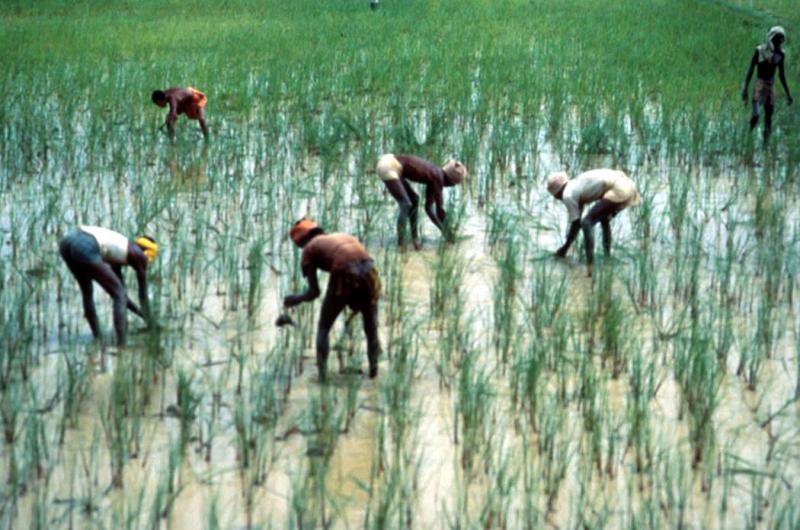 Ag chemicals, GMOs critical to increase world food output