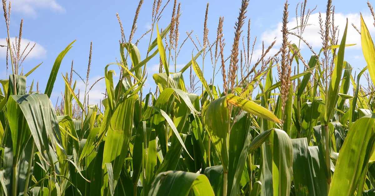 Corn Pollination And Yield Outlook