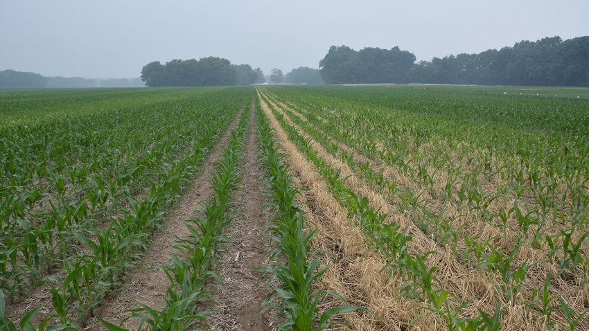A side-by-side field of corn planted with and without cover crop