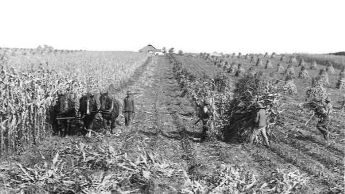 black-and-white photo of farmers and horses in cornfield