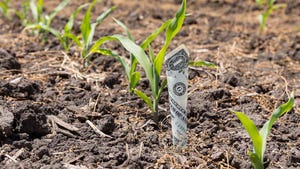 Dollar bill in row of corn seedlings
