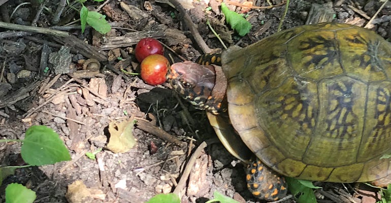 box turtle eats fallen goose plums