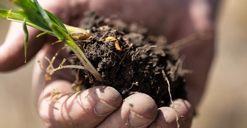 A close up of a hand holding a mound of dirt with wheat roots and a worm