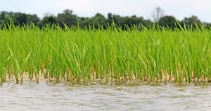 rice-flooded-staff-dfp-6198copy.jpg