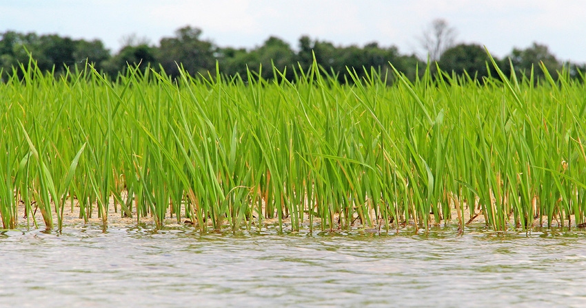 rice-flooded-staff-dfp-6198copy.jpg rice-flooded-staff-dfp-6198copy.jpg