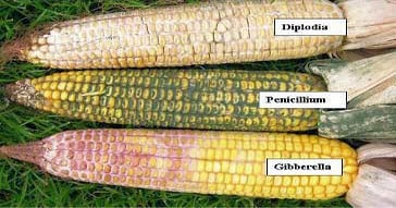 Harvesting and Handling Moldy Corn