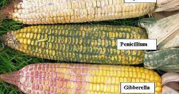 Muddle Corn Harvesting and Handling Moldy Corn