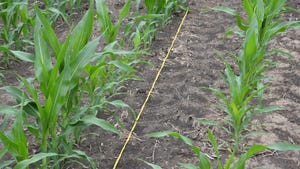 Corn plants emerging from soil