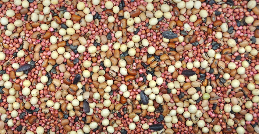 mixture of seeds for cover crop