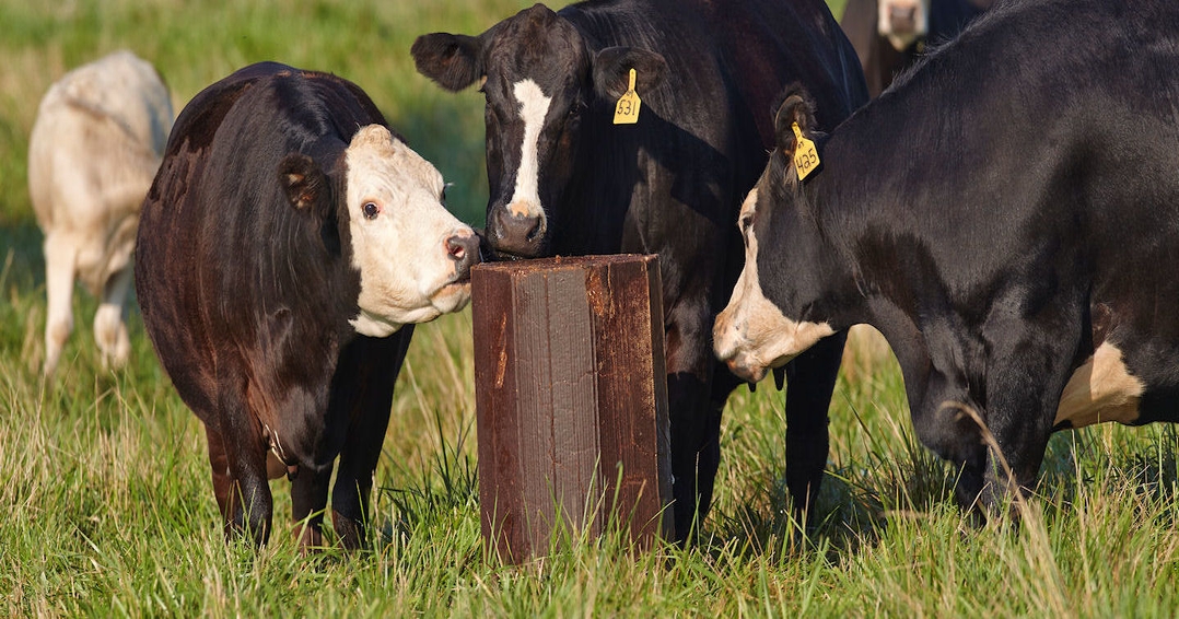 Get financial leverage on stockers