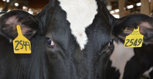 closeup of Holstein eyes