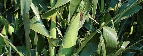 annual_corn_expo_helps_producers_compete_industry_1_634918544454988000.jpg