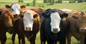 closeup of beef cattle