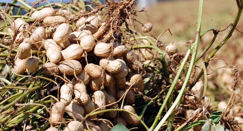 peanut-plowing-georgia-farm-4-a.jpg