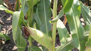 Cornstalk with ears of corn