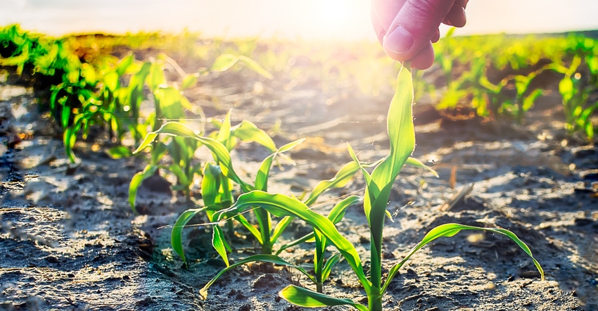 farmer is caring for young corn that grows in the field at sunset