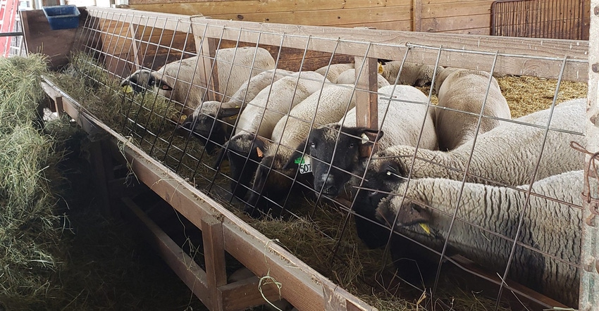 sheep feeding sheep feeding