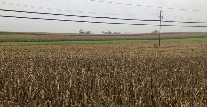 Corn fields ready for harvest