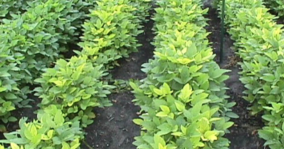 Soybean Field Investigation Why are my soybeans yellowing?