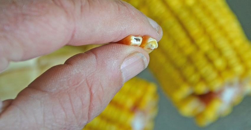 fingers holding two corn kernels, one of which has reached black layer