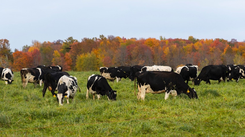Holstein dairy cows in pasture with autumn trees in the background