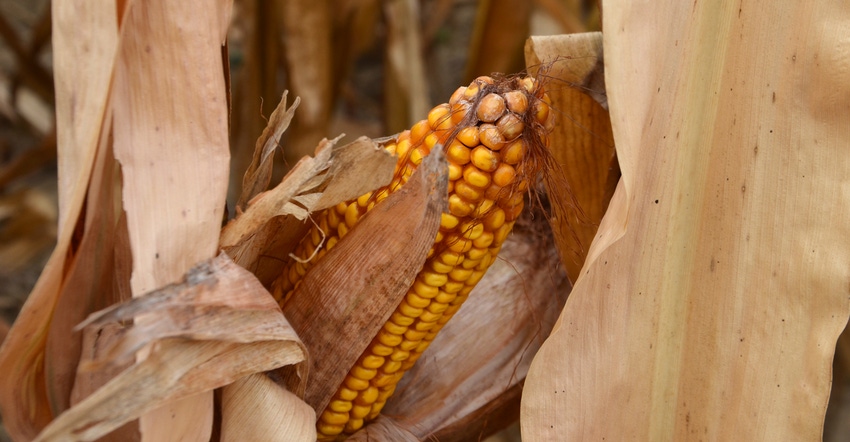 mature ear of corn with kernels exposed showing signs of white mold