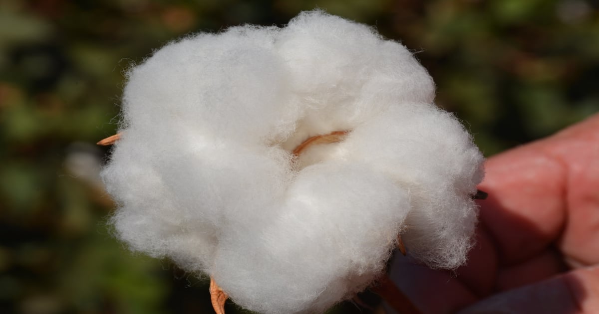 Southeast, Far West cotton producers tour Texas