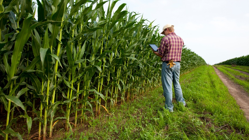  young farmer in a cornfield using a tablet