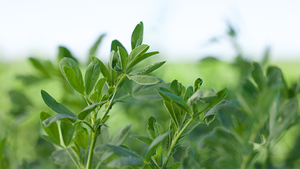 7 reasons to grow alfalfa