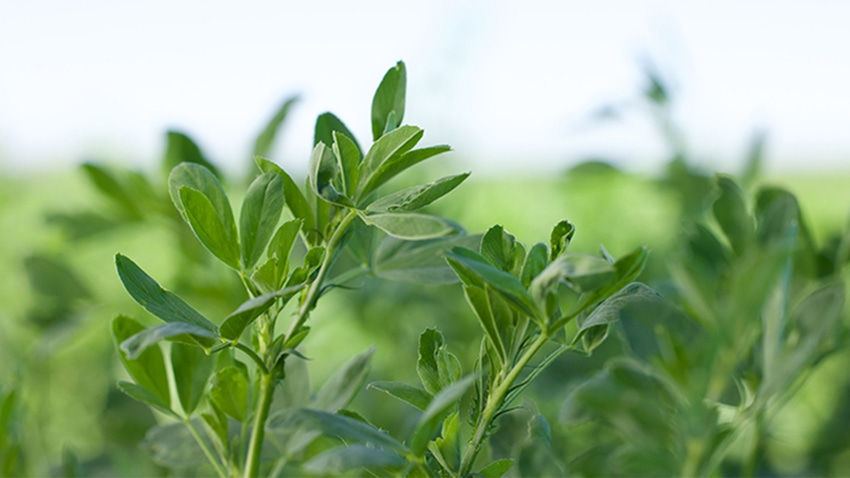 7 reasons to grow alfalfa