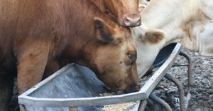 three cows at feed bunk closeup