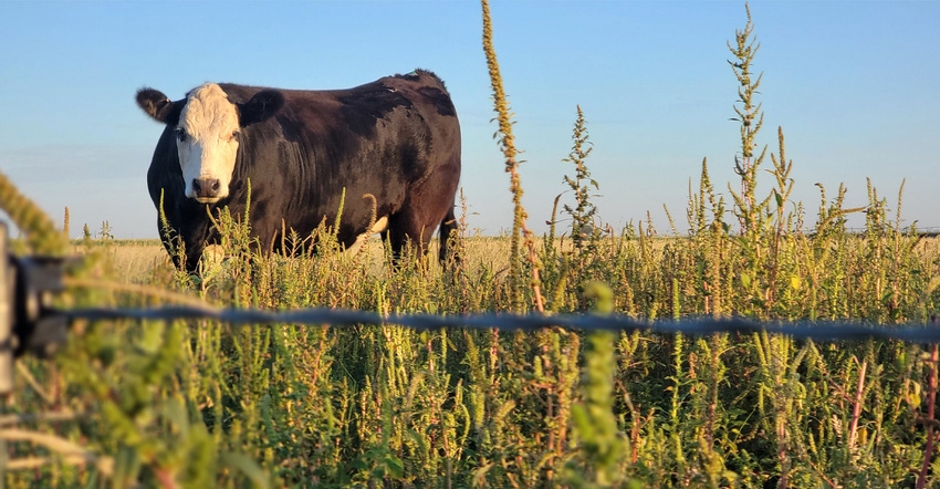 swfp-shelley-huguley-single-cattle-21`.jpg swfp-shelley-huguley-single-cattle-21`.jpg