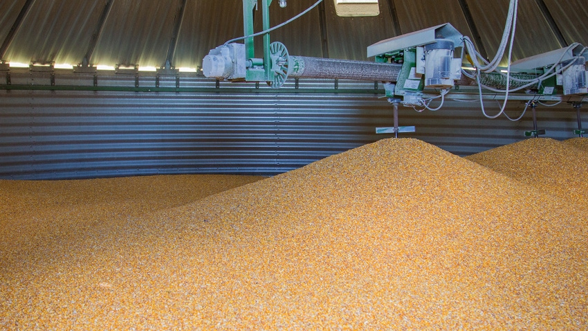 Corn inside grain bin