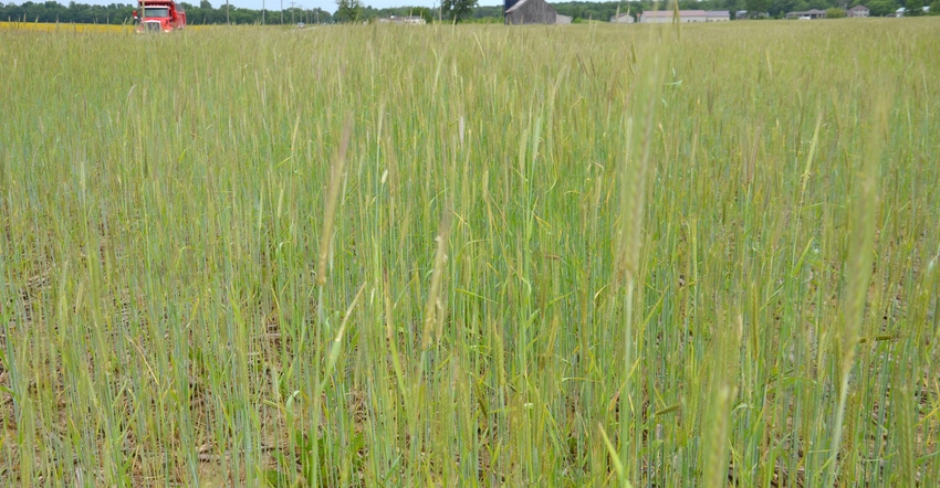 cereal rye field