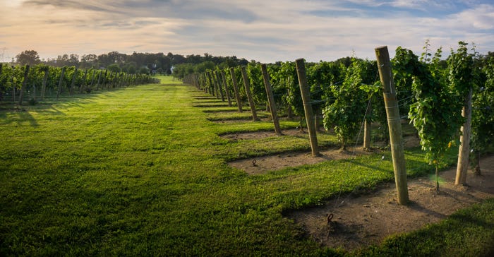 scenic view of Beneduce Vineyards at sunset